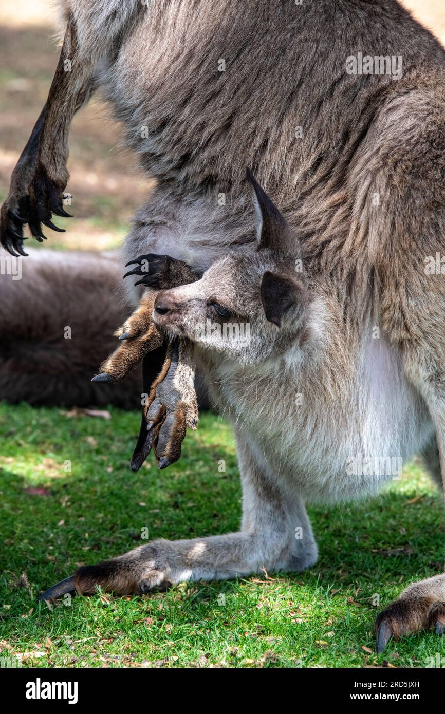 Close-up Joey Kangaroo in mothers pouch  Bonorong Wildlife Sanctury  Tasmania Australia Stock Photo