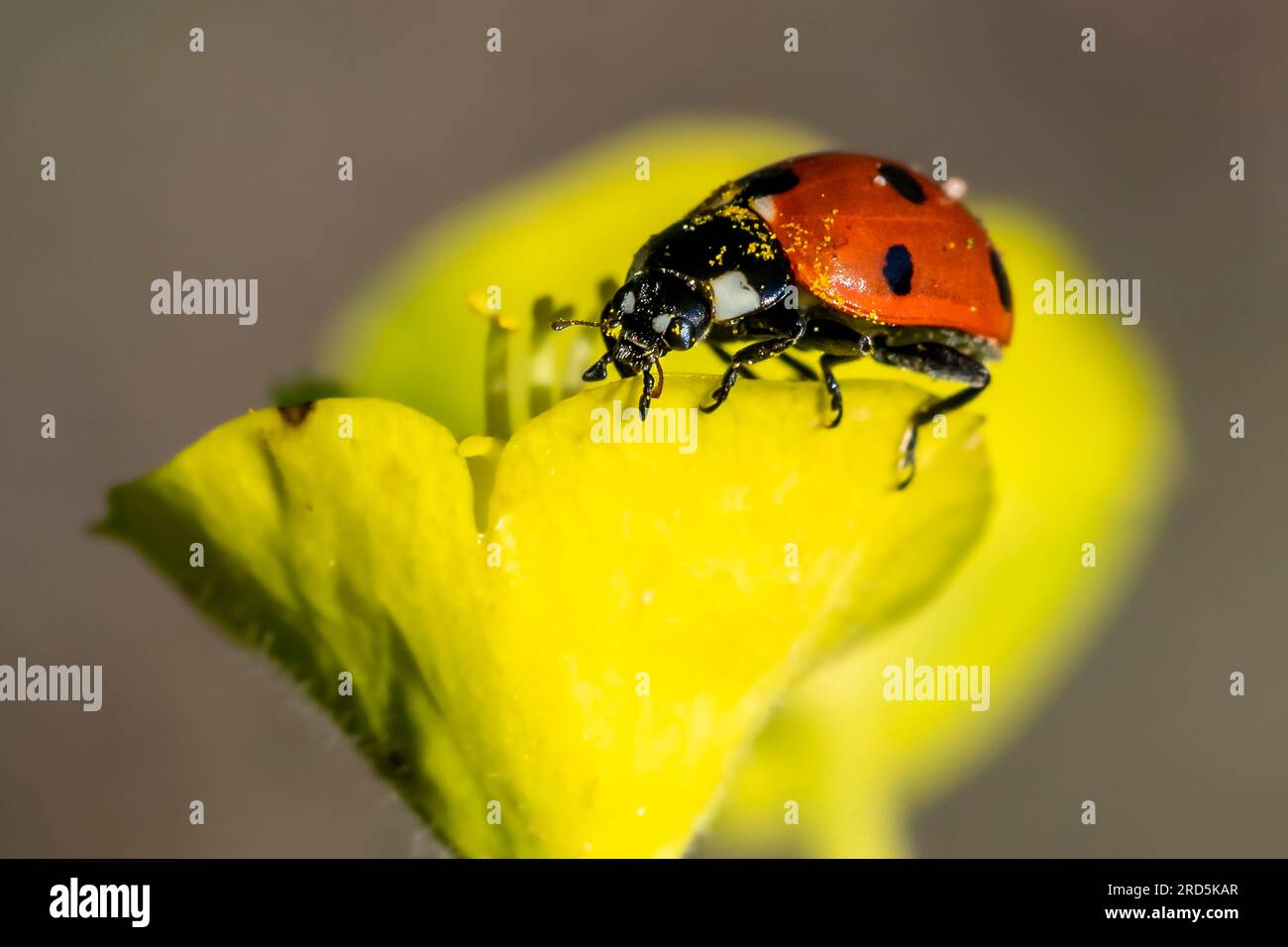 Ladybug, Victoria Park, London, U.K. Stock Photo