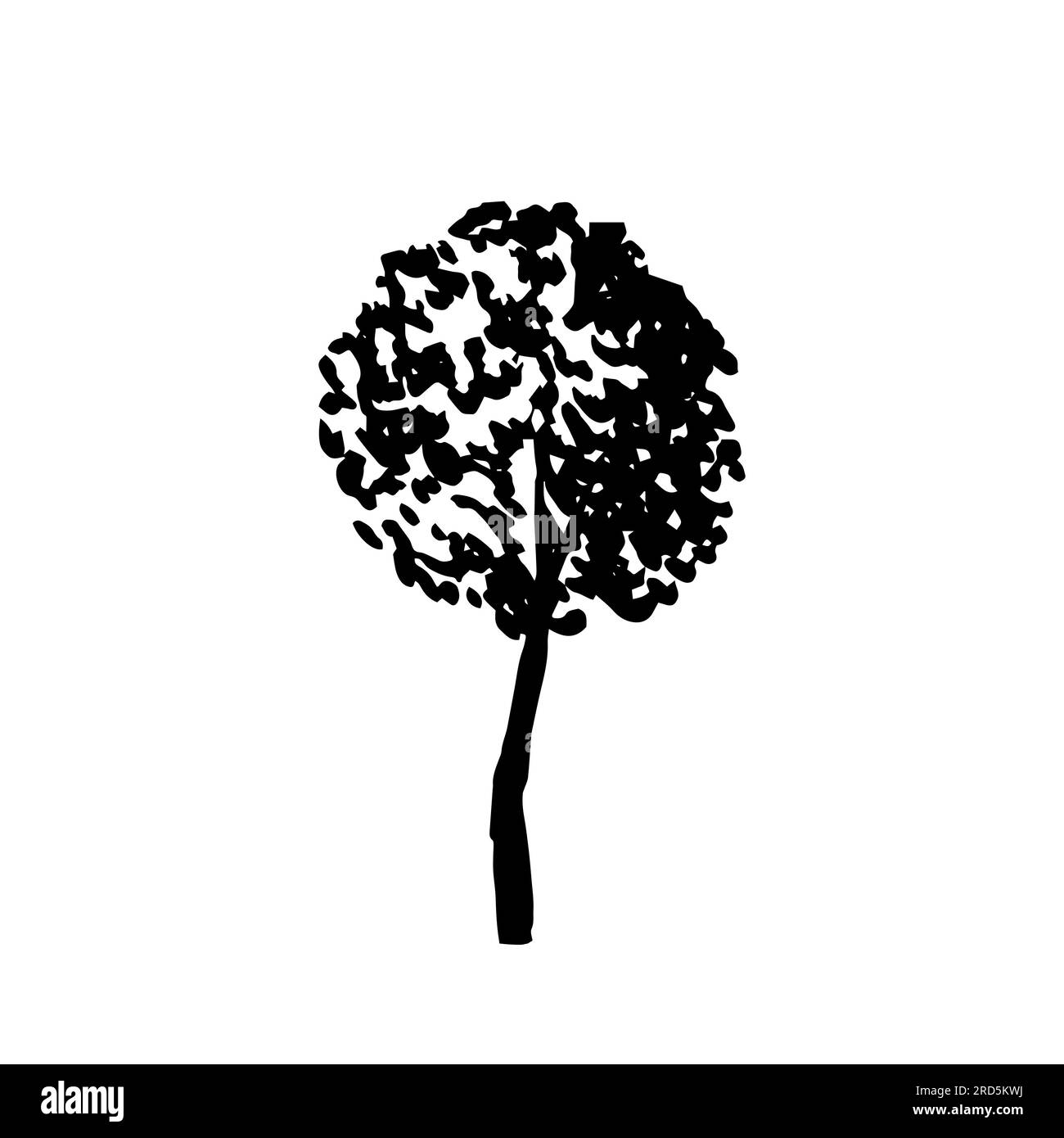 Hand drawn beech tree Stock Vector Image & Art - Alamy