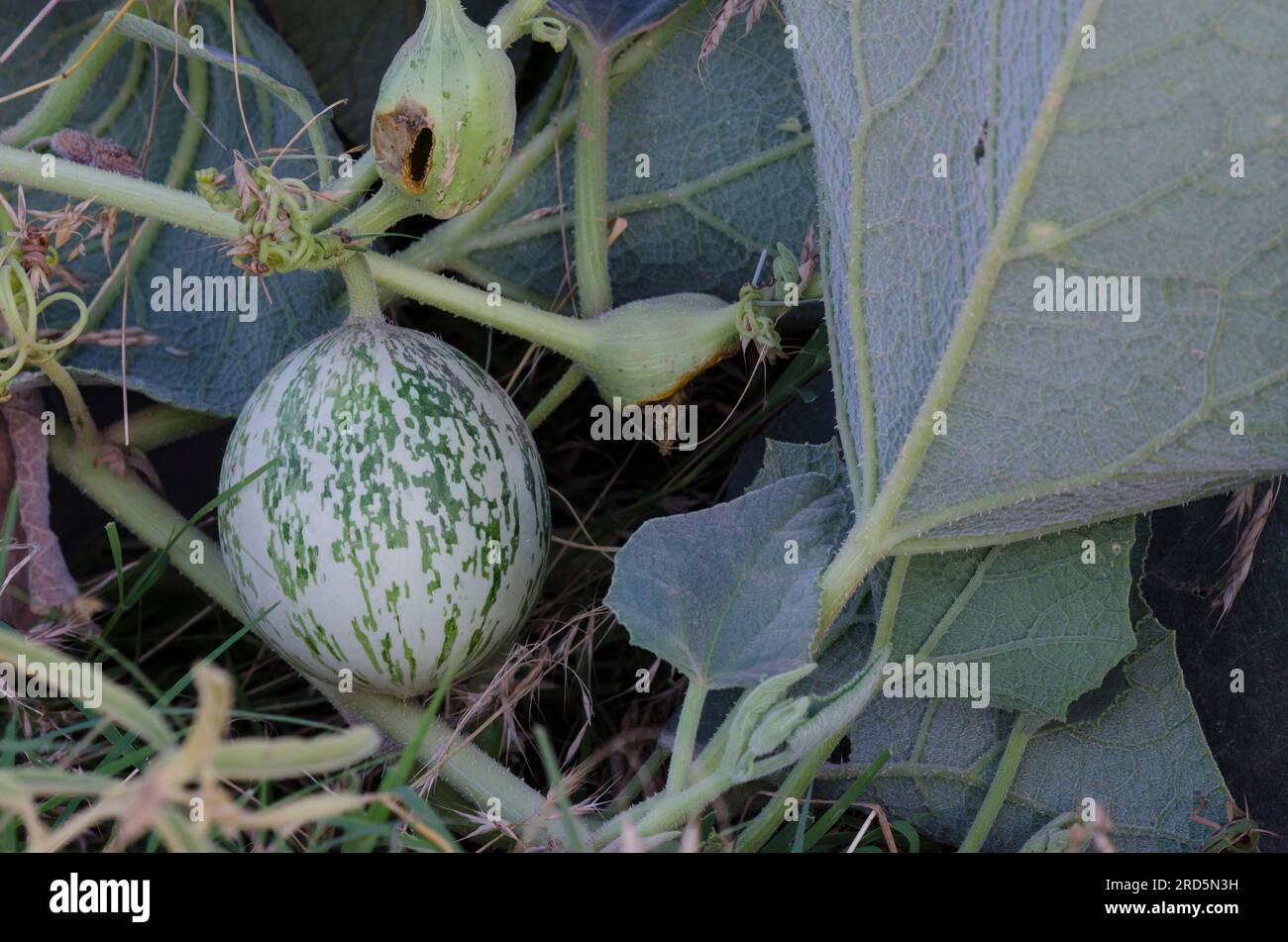 Buffalo Gourd, Cucurbita foetidissima, fruit Stock Photo Alamy