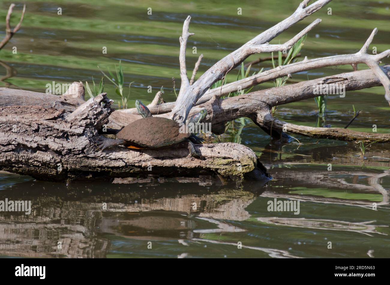Redeared sliders, Trachemys scripta elegans, basking Stock Photo Alamy