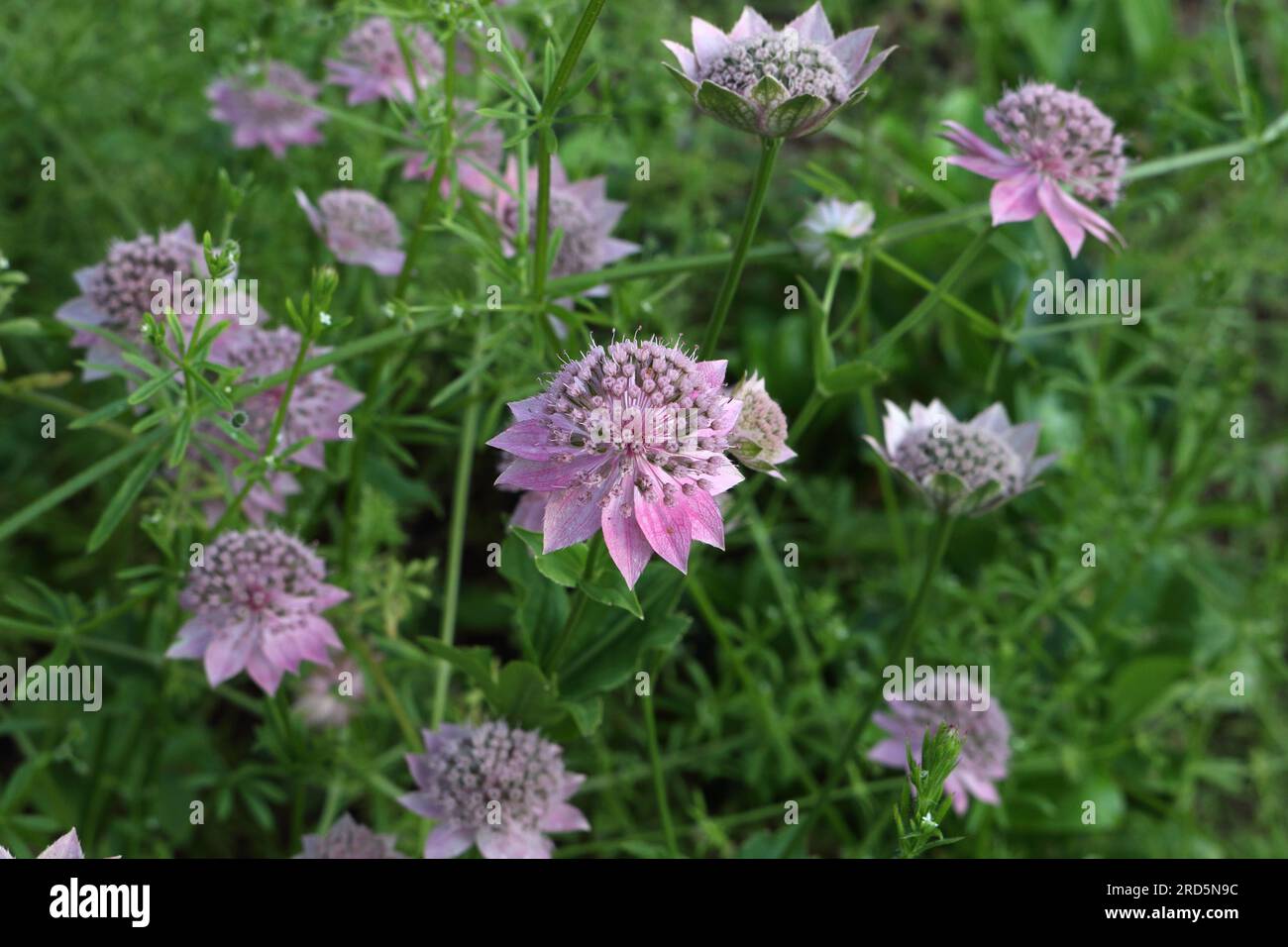 Pink Astrantia flowers in bloom, vegetation plants Stock Photo - Alamy