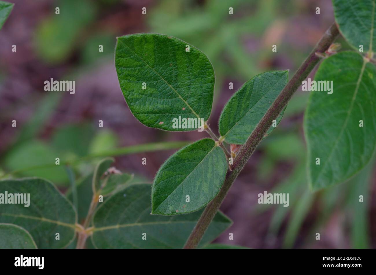 Ticktrefoil, Desmodium sp., stem and leaves Stock Photo