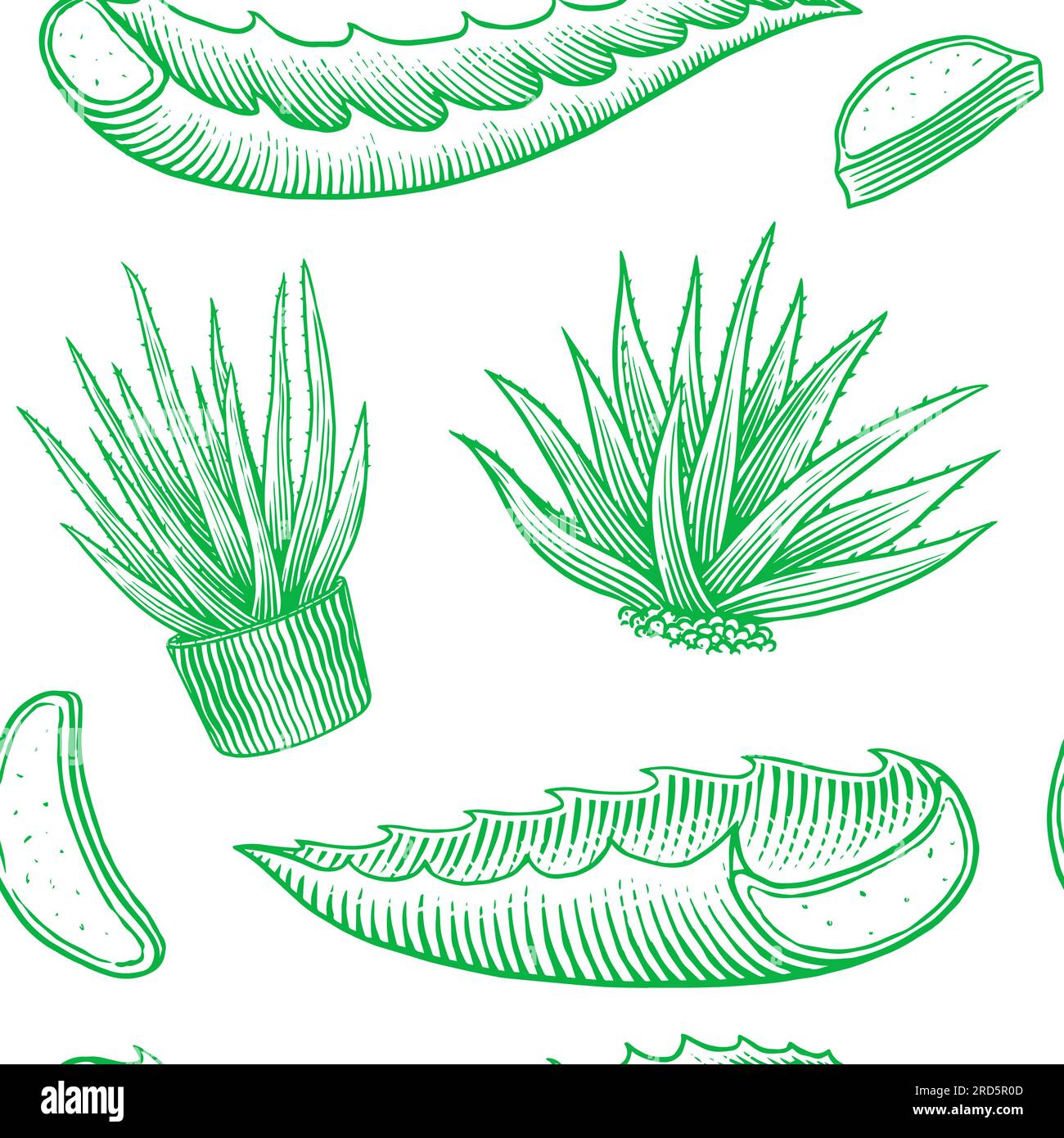 Aloe vera set. Sketch of Plant and bunch and leaves. Ingredient for
