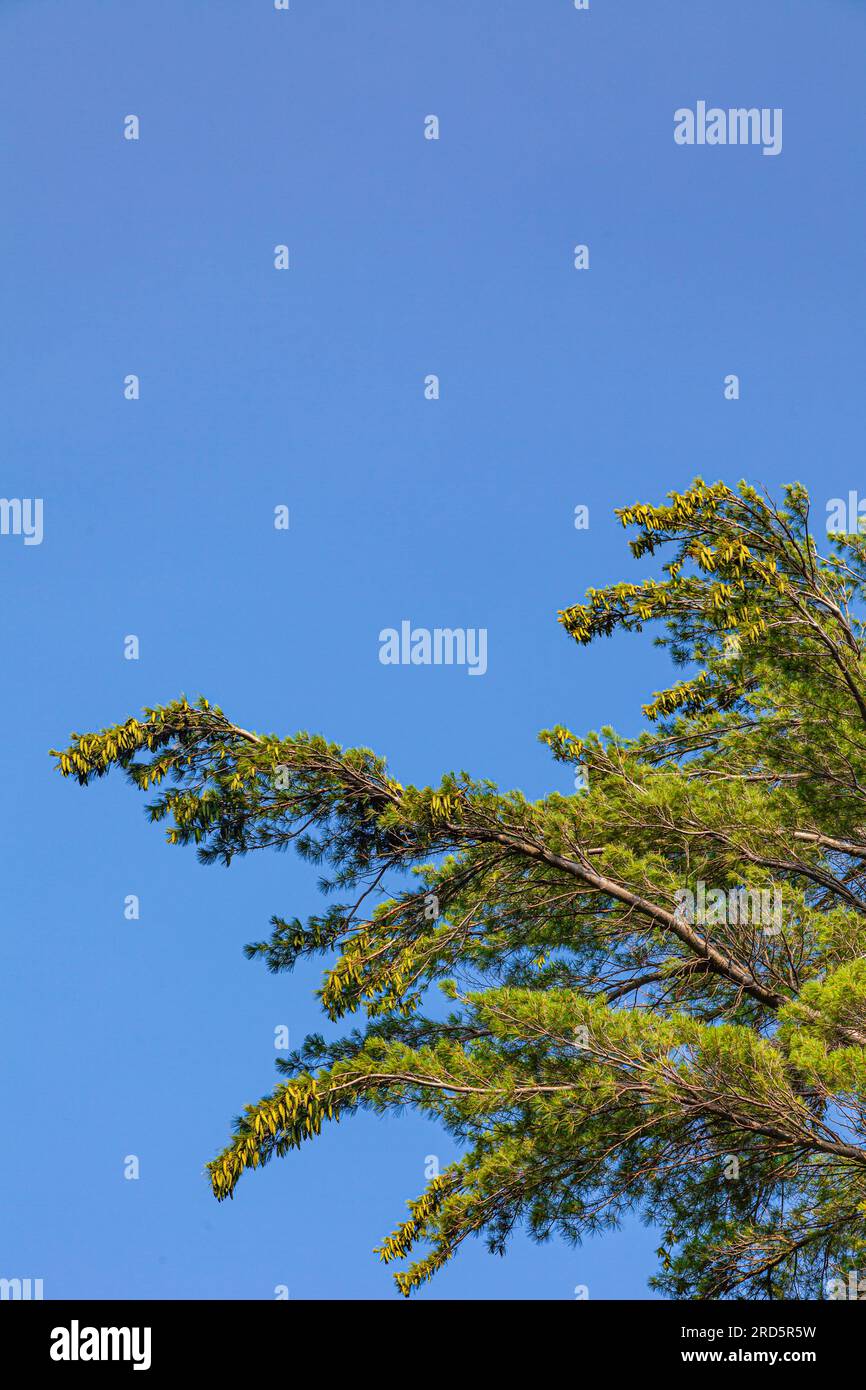 Pine tree laden with young green pinecones against a blue sky at Sparrow Lake in Muskoka Ontario Canada Stock Photo