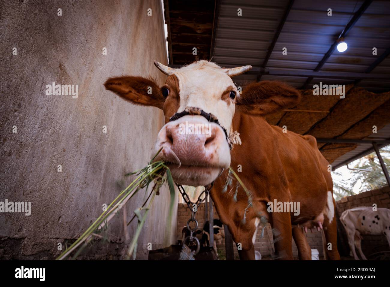 photo of brown cow eating in the barn Stock Photo