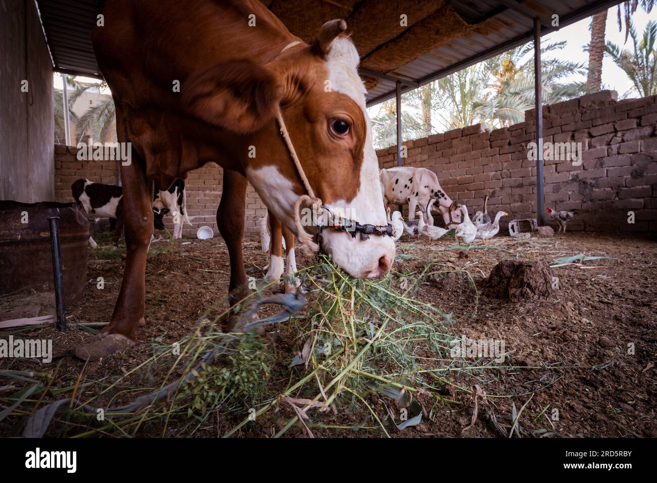 photo of brown cow eating in the barn Stock Photo