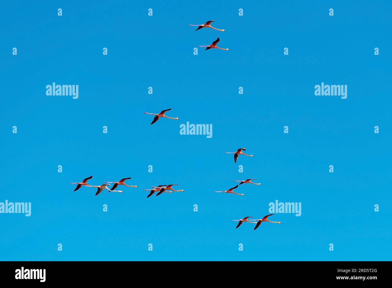American flamingo (Phoenicopterus ruber) flock in flight, Ria Celestun Biosphere Reserve, Mexico. Stock Photo