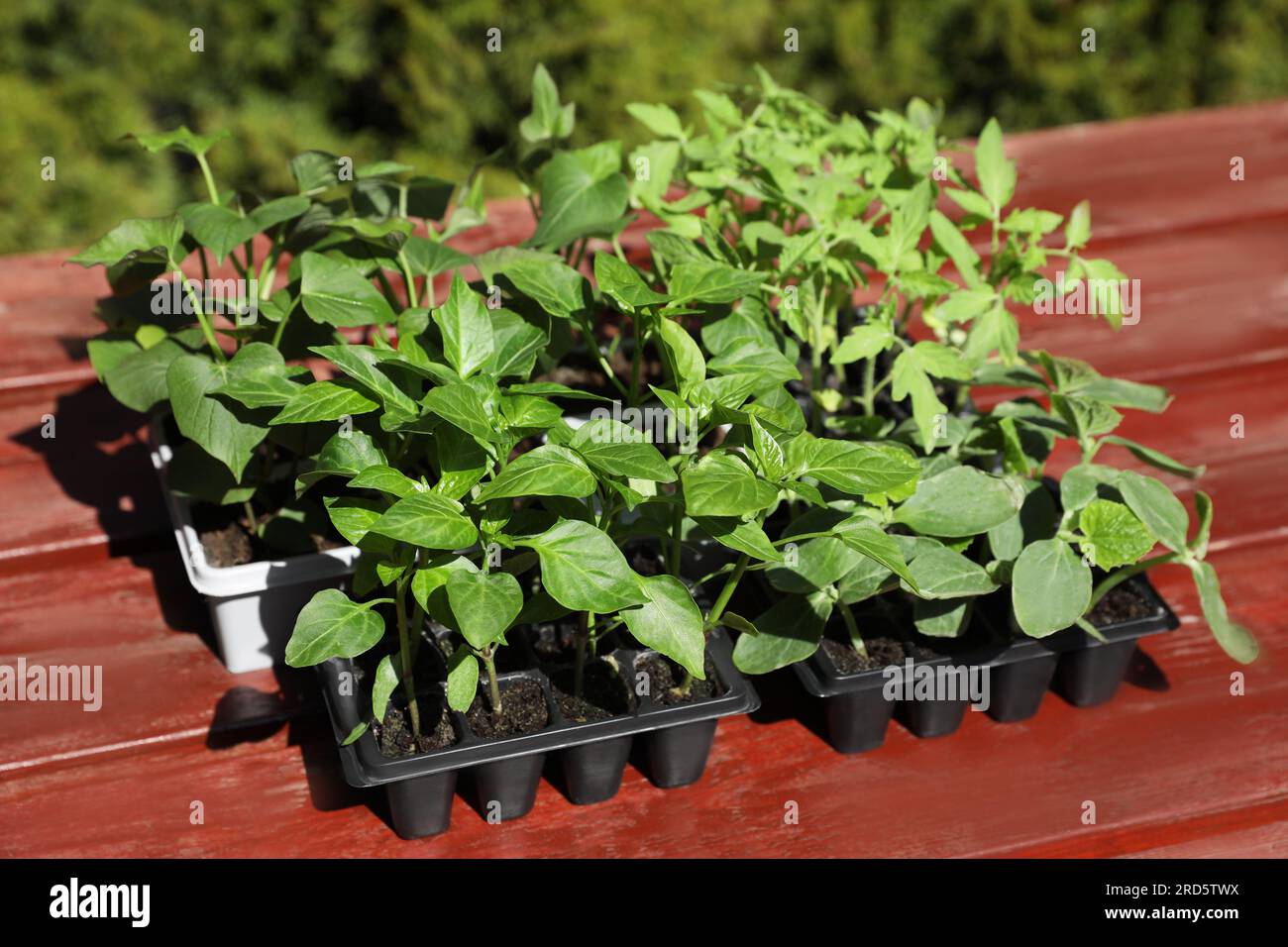 Seedlings growing in plastic containers with soil on table outdoors