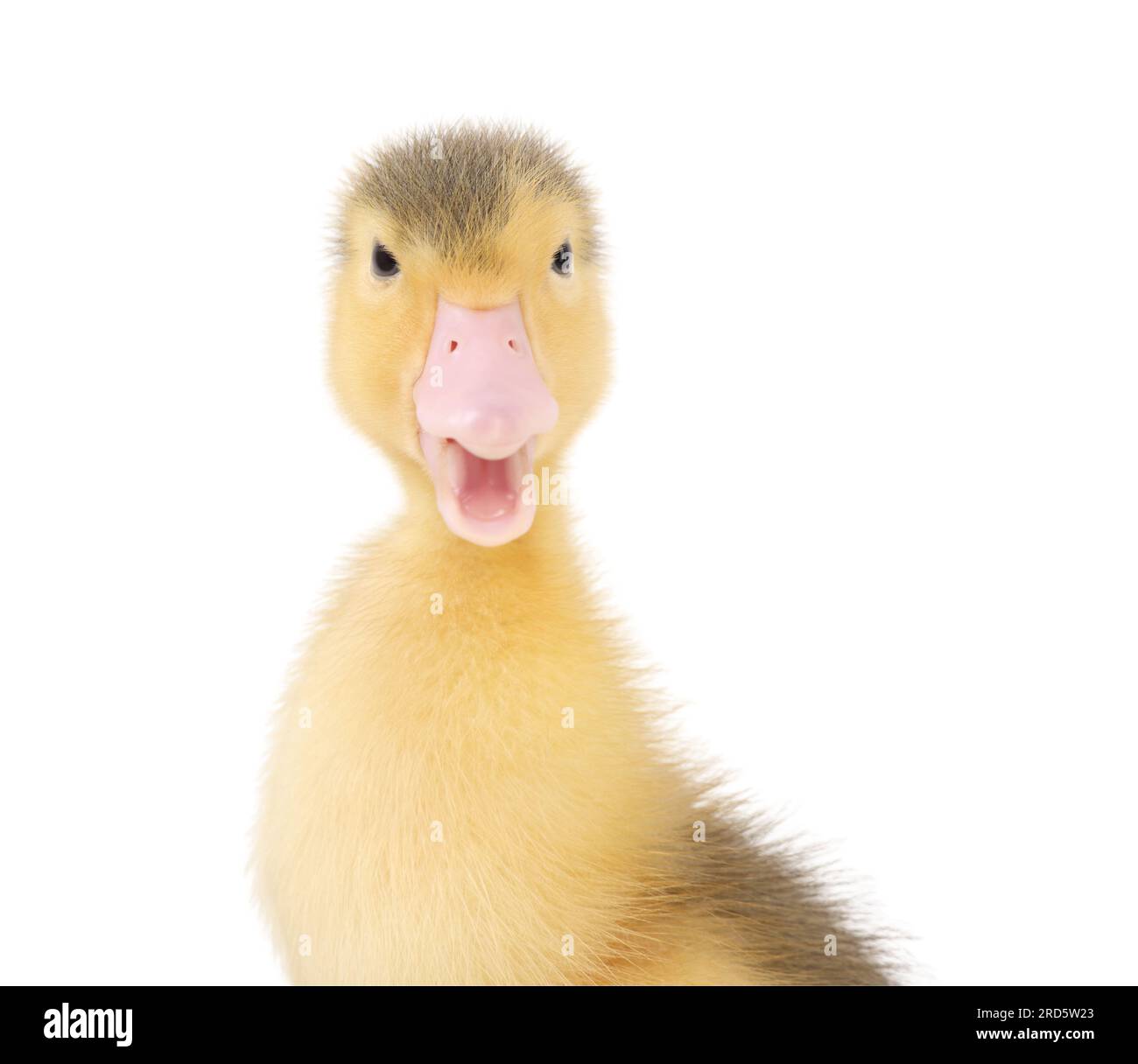 Baby animal. Portrait of cute fluffy duckling on white background Stock