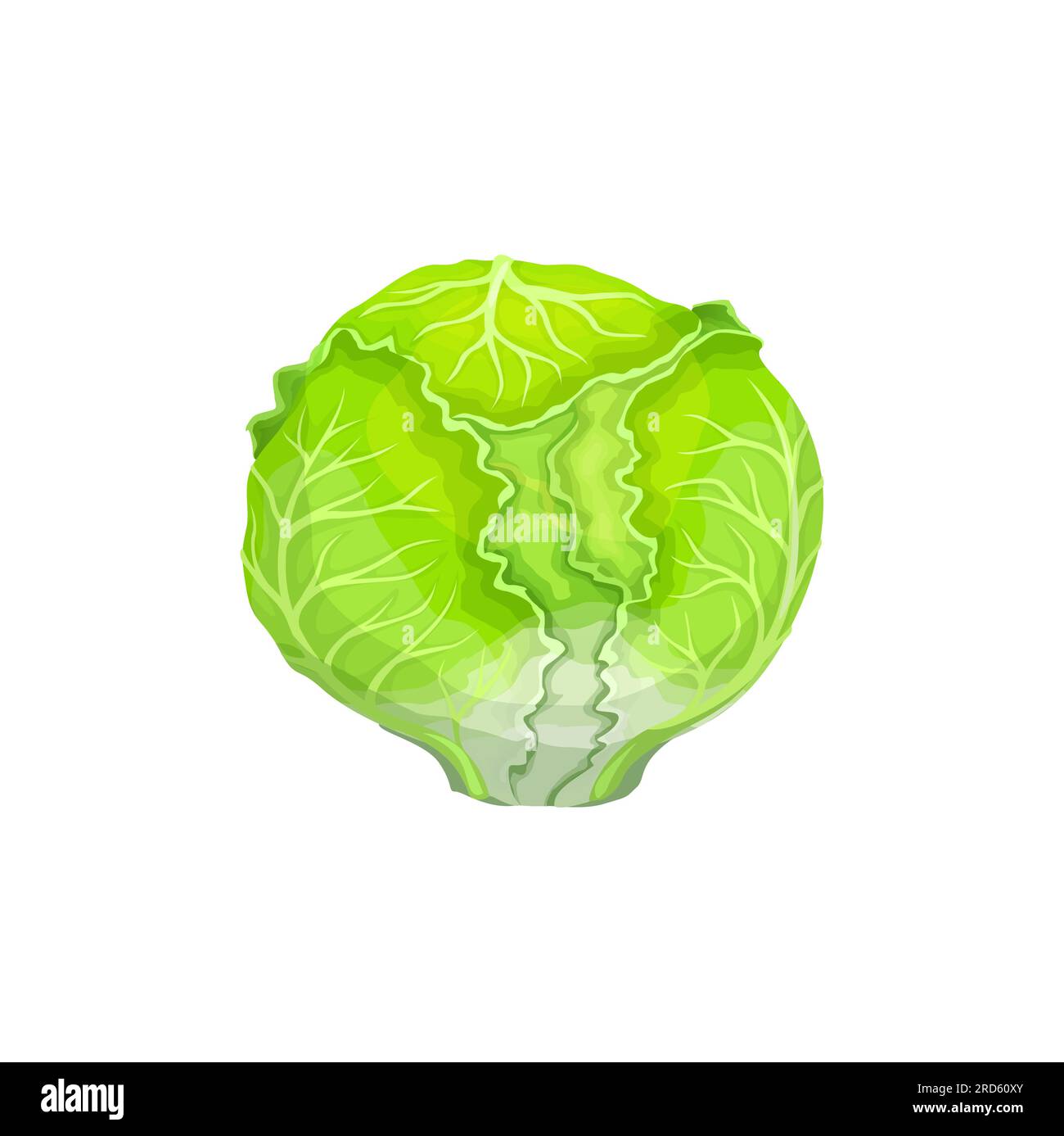 Cartoon iceberg lettuce salad vegetable. Agriculture harvest