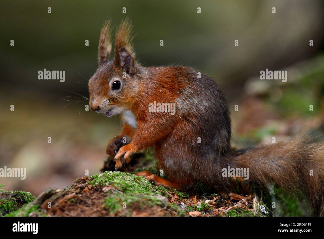 Adult red squirrel (Sciurus vulgaris ssp. leucourus). This tree ...