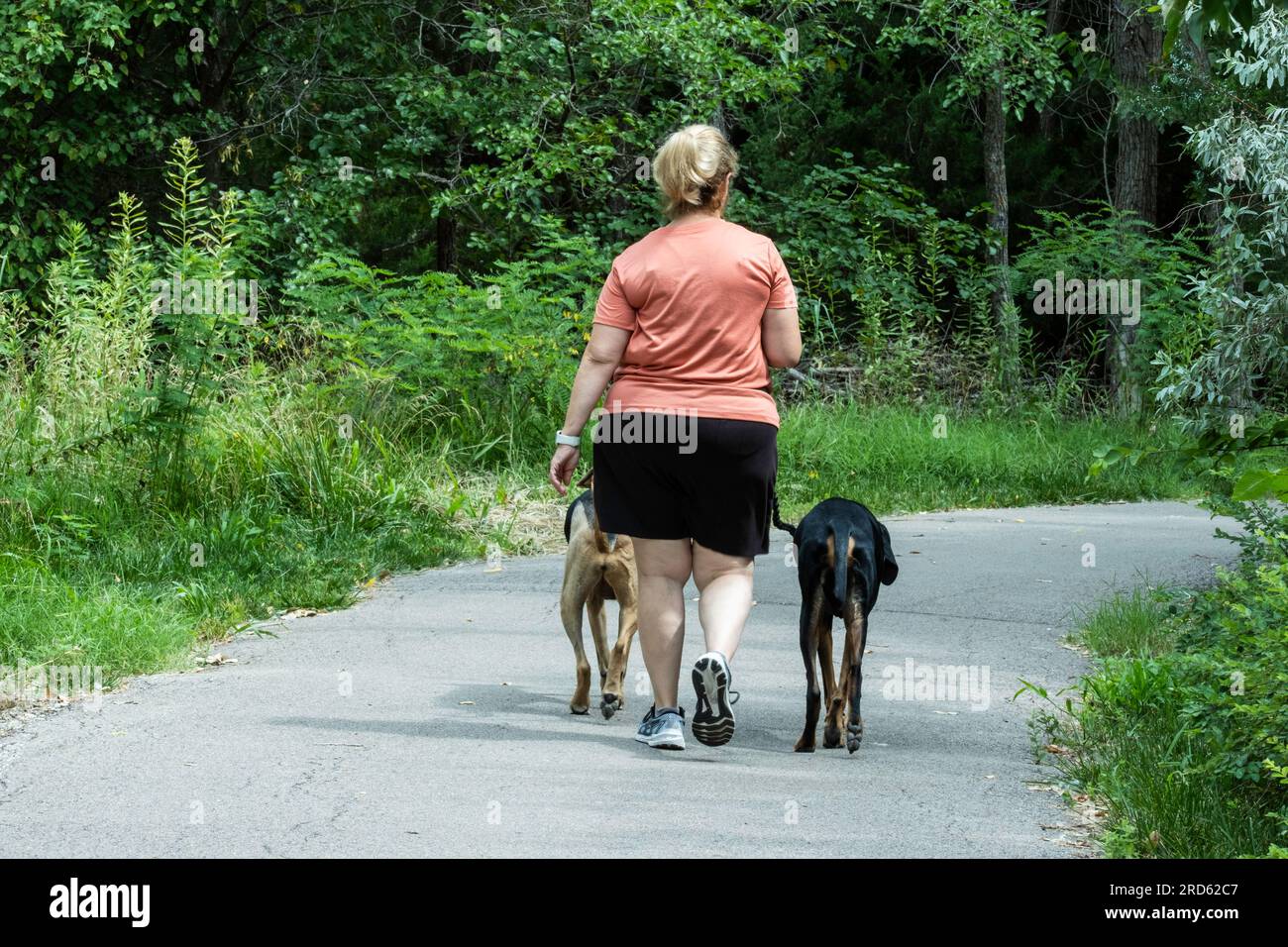 An adult Caucasian woman in summer attire walks two dogs on a nature path in Wichita, Kansas, USA. Stock Photo