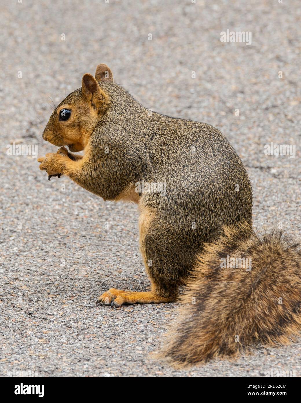 Fox squirrel, Sciurus niger, on back two feet holding a nut with front feet while eating. Wichita, Kansas, USA. Stock Photo