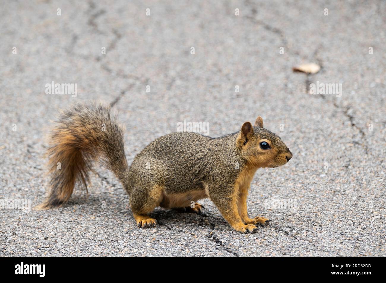 A female Fox squirrel, Sciurus niger, on all fours, showing recent nursing of young, is alert on a walking path in Wichita, Kansas, USA. Stock Photo