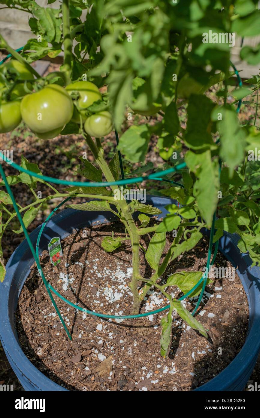 Growing tomatoes in pots with crushed eggshells providing calcium to the plant. Stock Photo