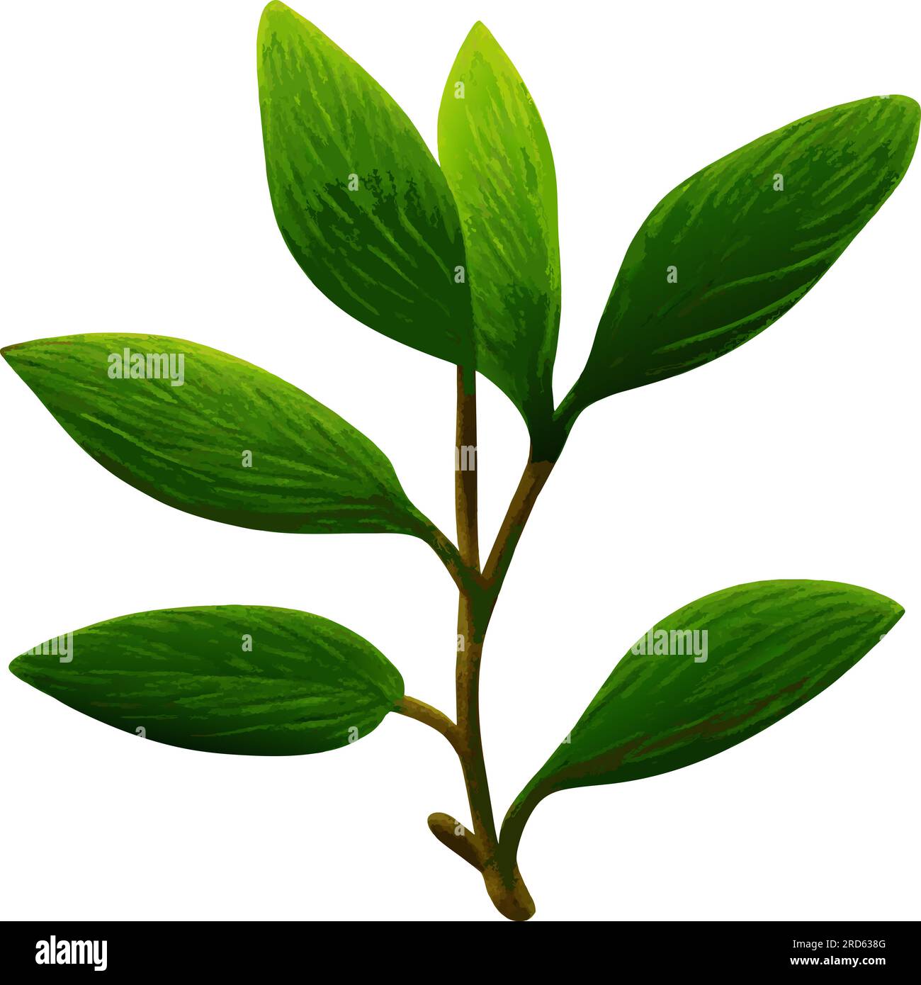 Botanical illustrations A Detailed drawings of plants or paintings with