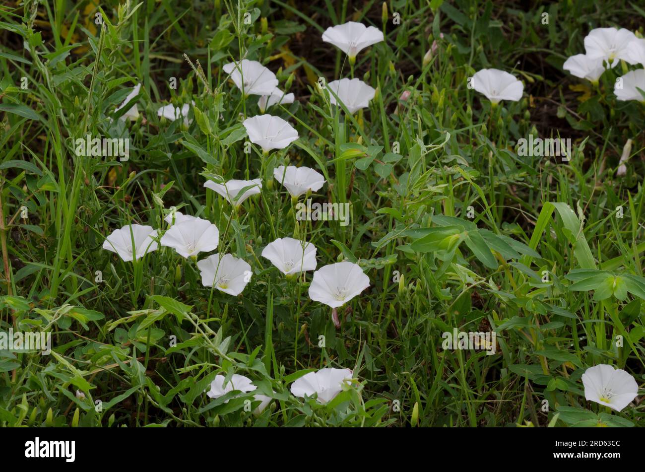 Field Bindweed, Convolvulus arvensis Stock Photo Alamy