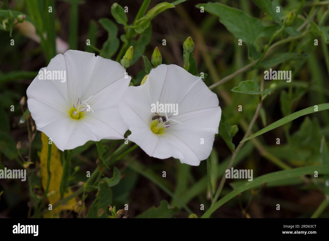 Field Bindweed, Convolvulus arvensis Stock Photo Alamy