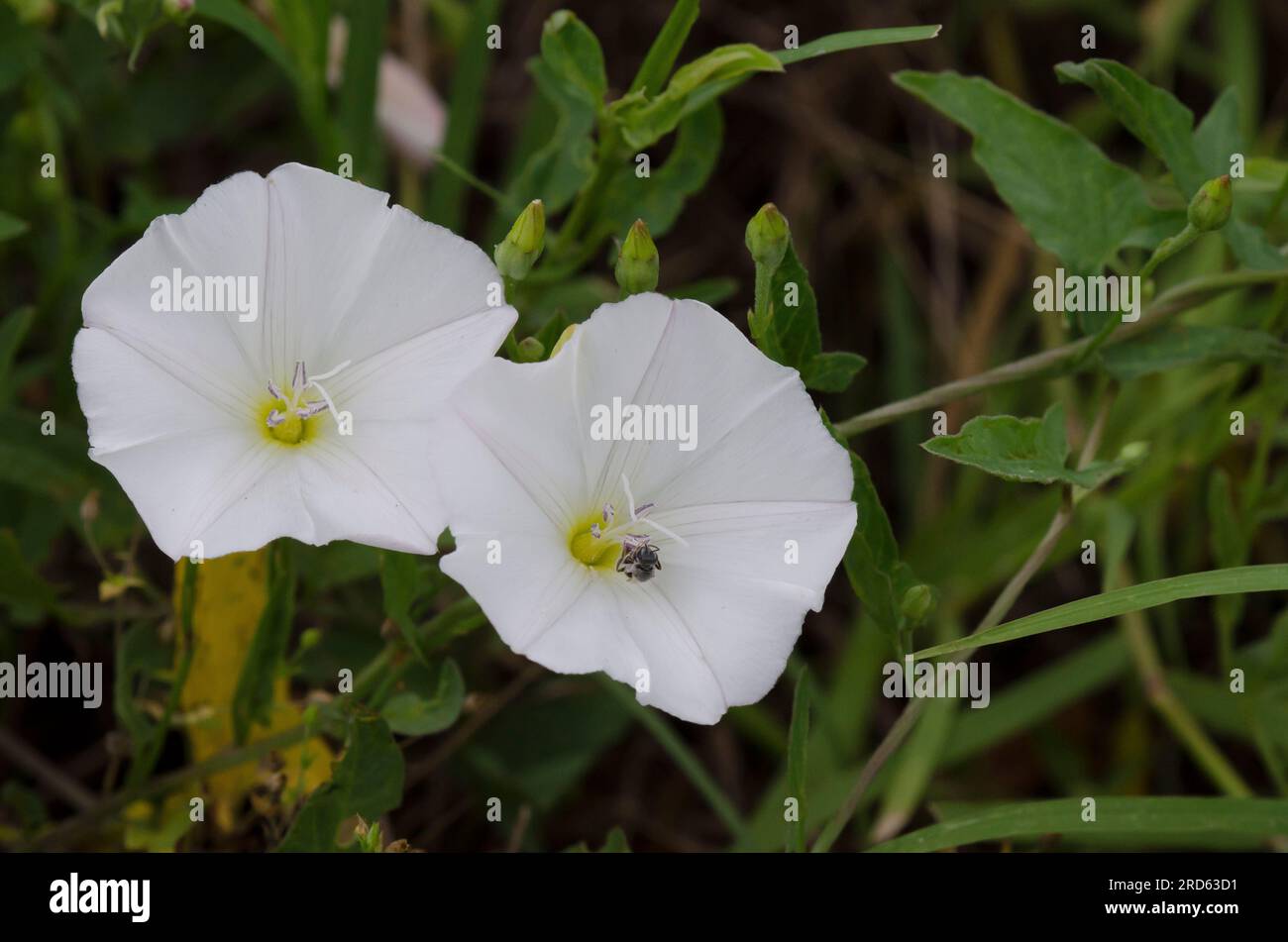 Field Bindweed, Convolvulus arvensis Stock Photo Alamy