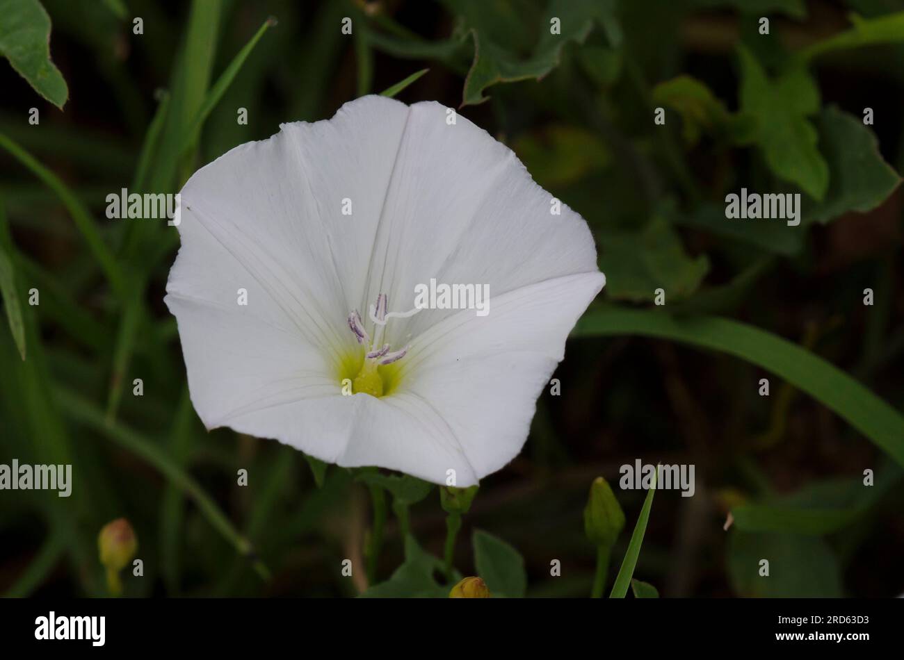 Field Bindweed, Convolvulus arvensis Stock Photo