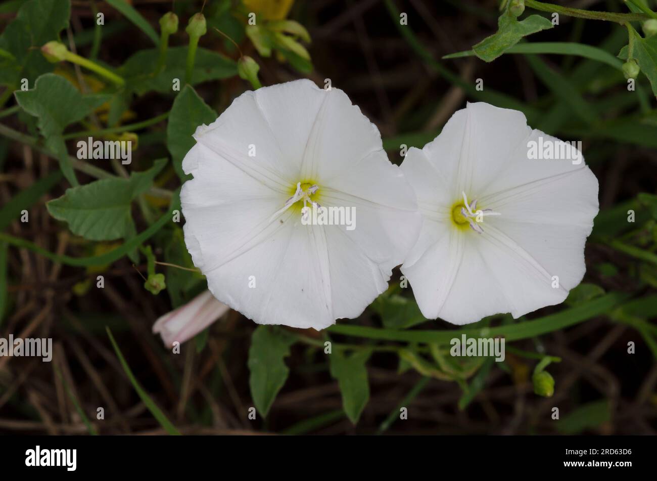 Field Bindweed, Convolvulus arvensis Stock Photo Alamy