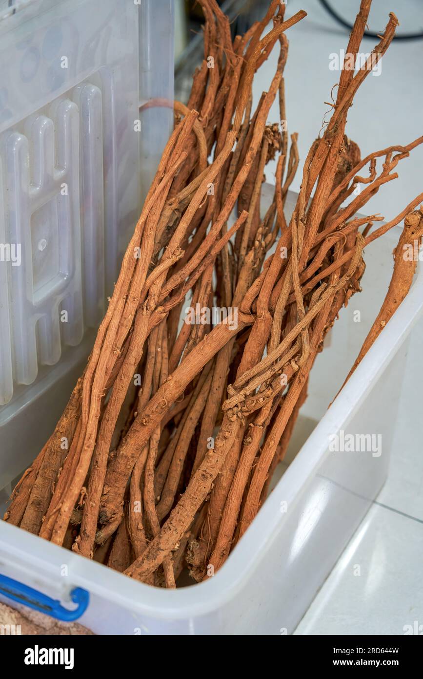 Wild red qi membranaceus sold in Chinese herbal medicine stores Stock