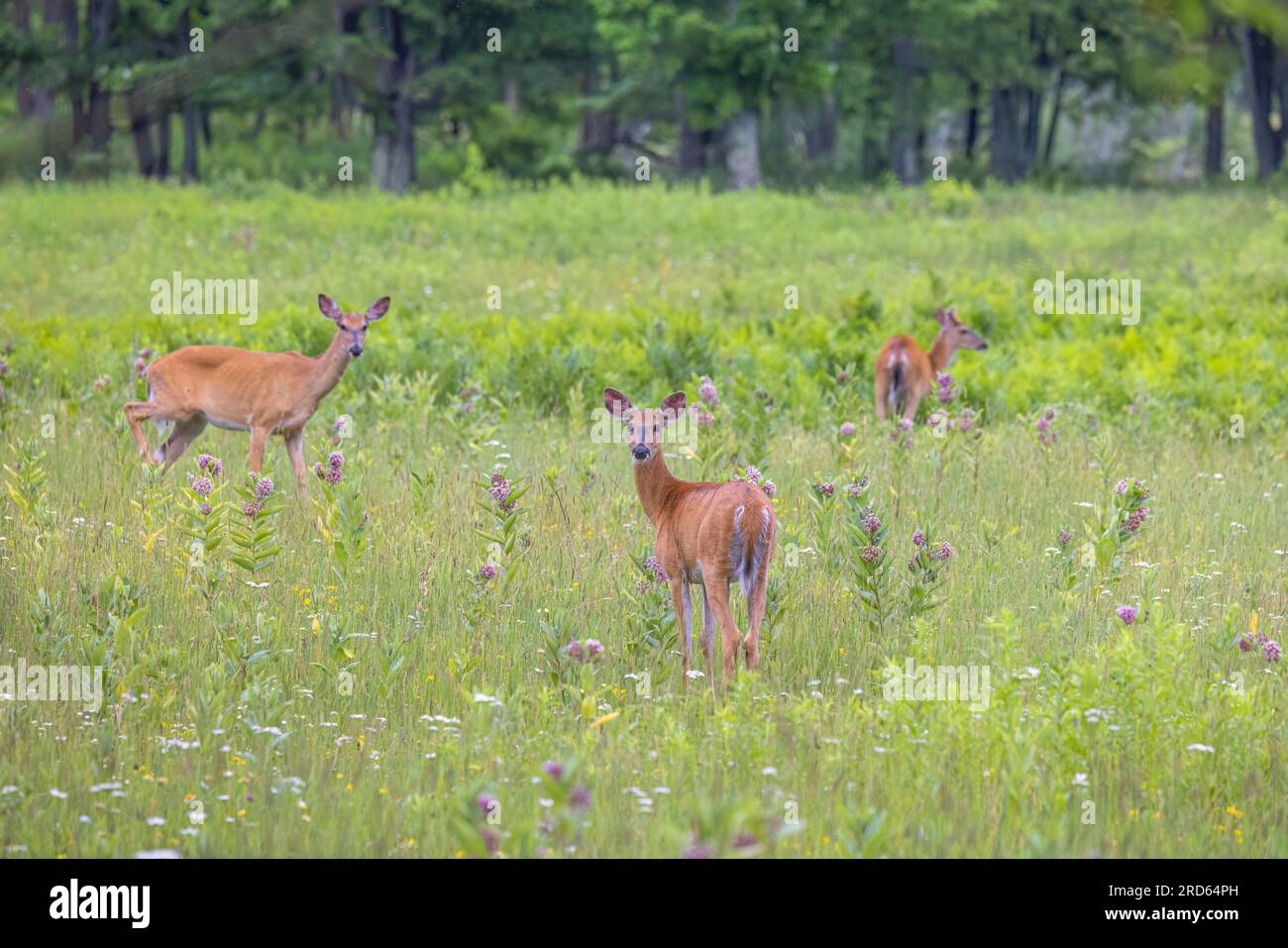 White-tailed deer in a northern Wisconsin meadow. Stock Photo