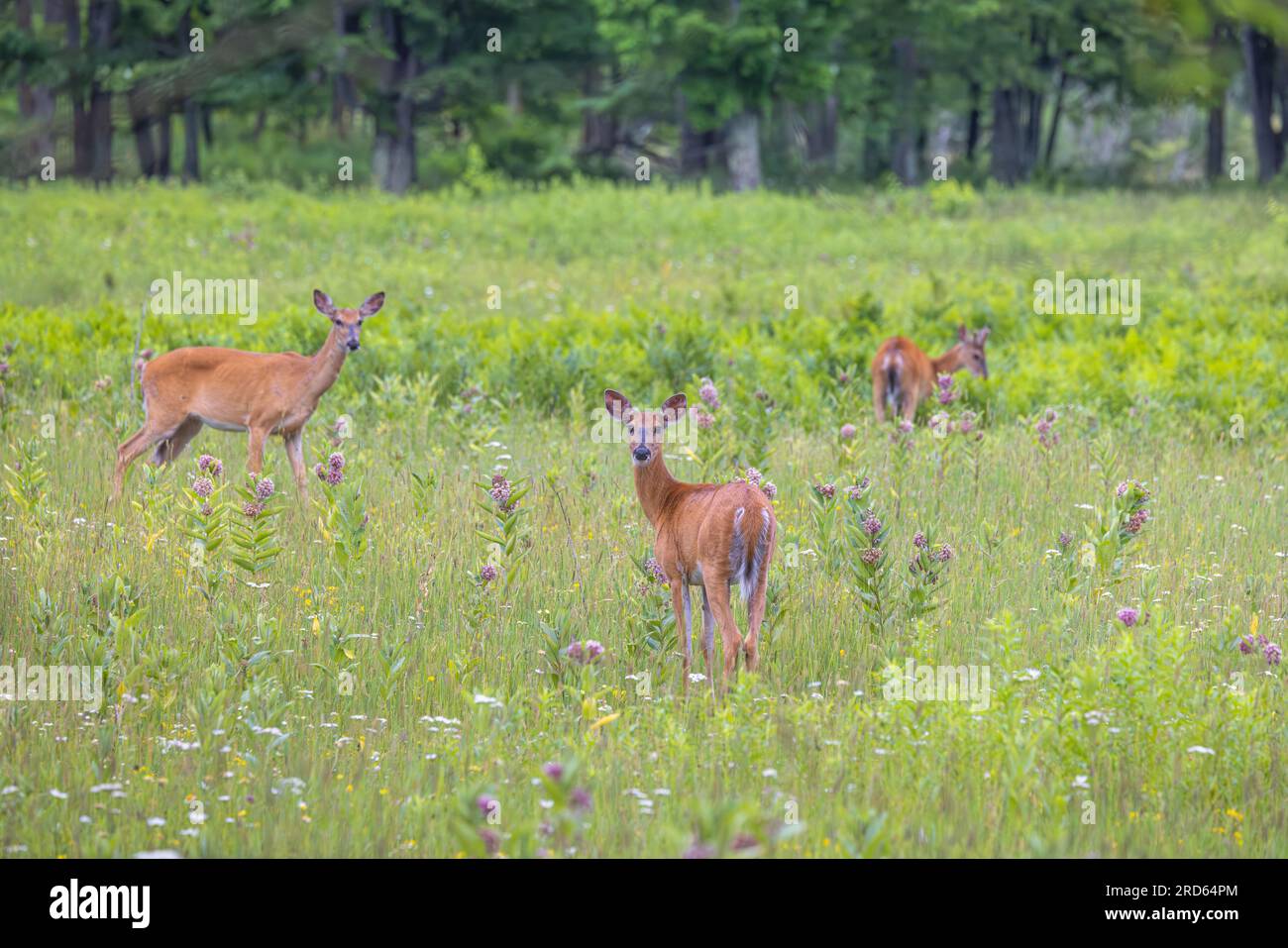 White-tailed deer in a northern Wisconsin meadow. Stock Photo