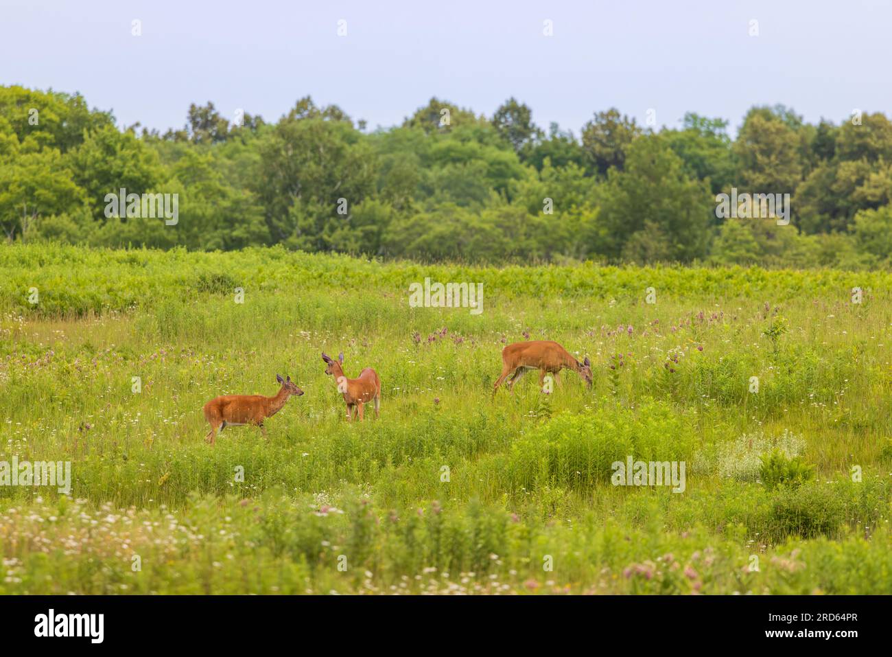 White-tailed deer in a northern Wisconsin field. Stock Photo