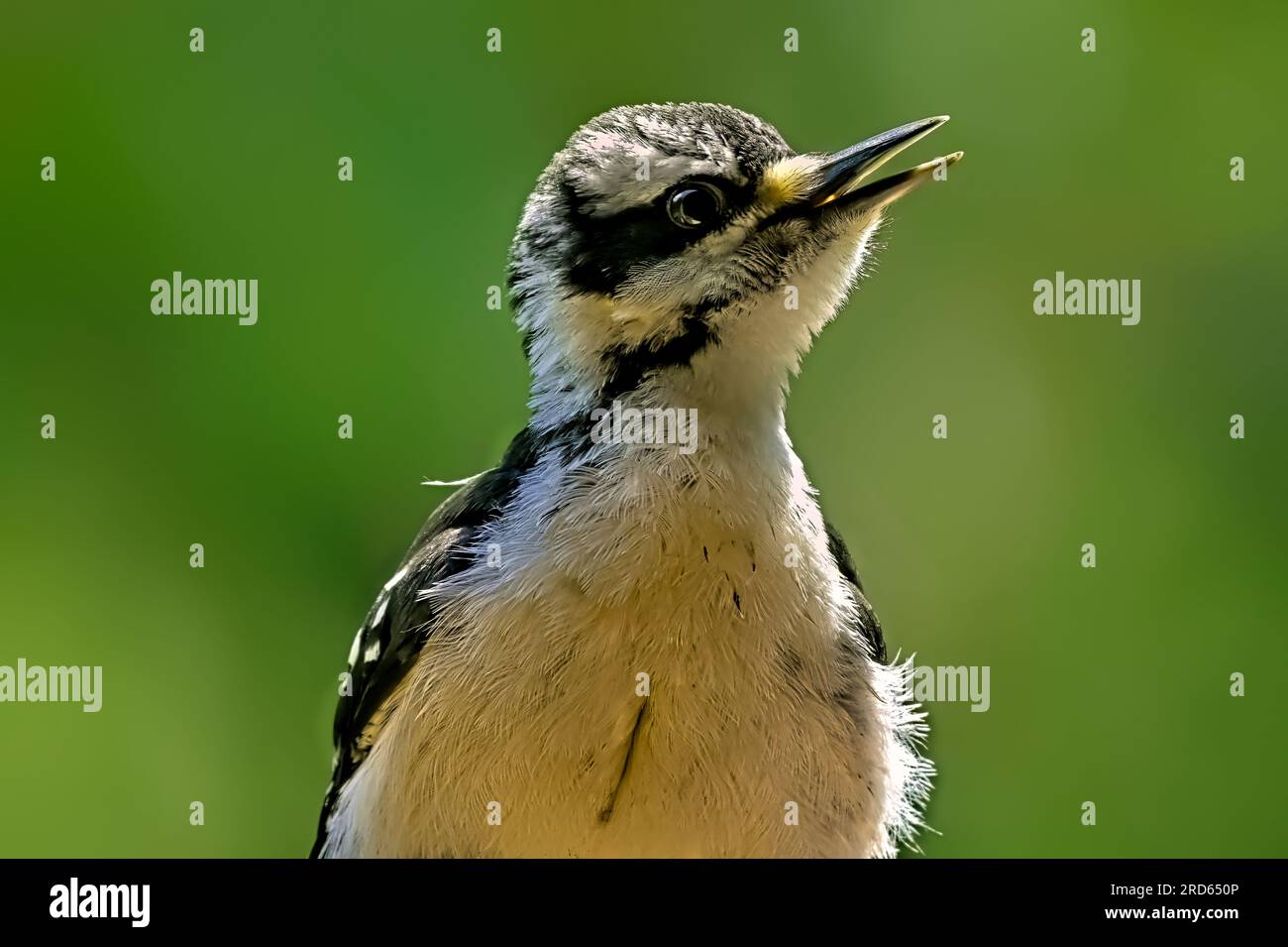 A juvenile Hairy Woodpecker "Picoides pubescens", trying to get his