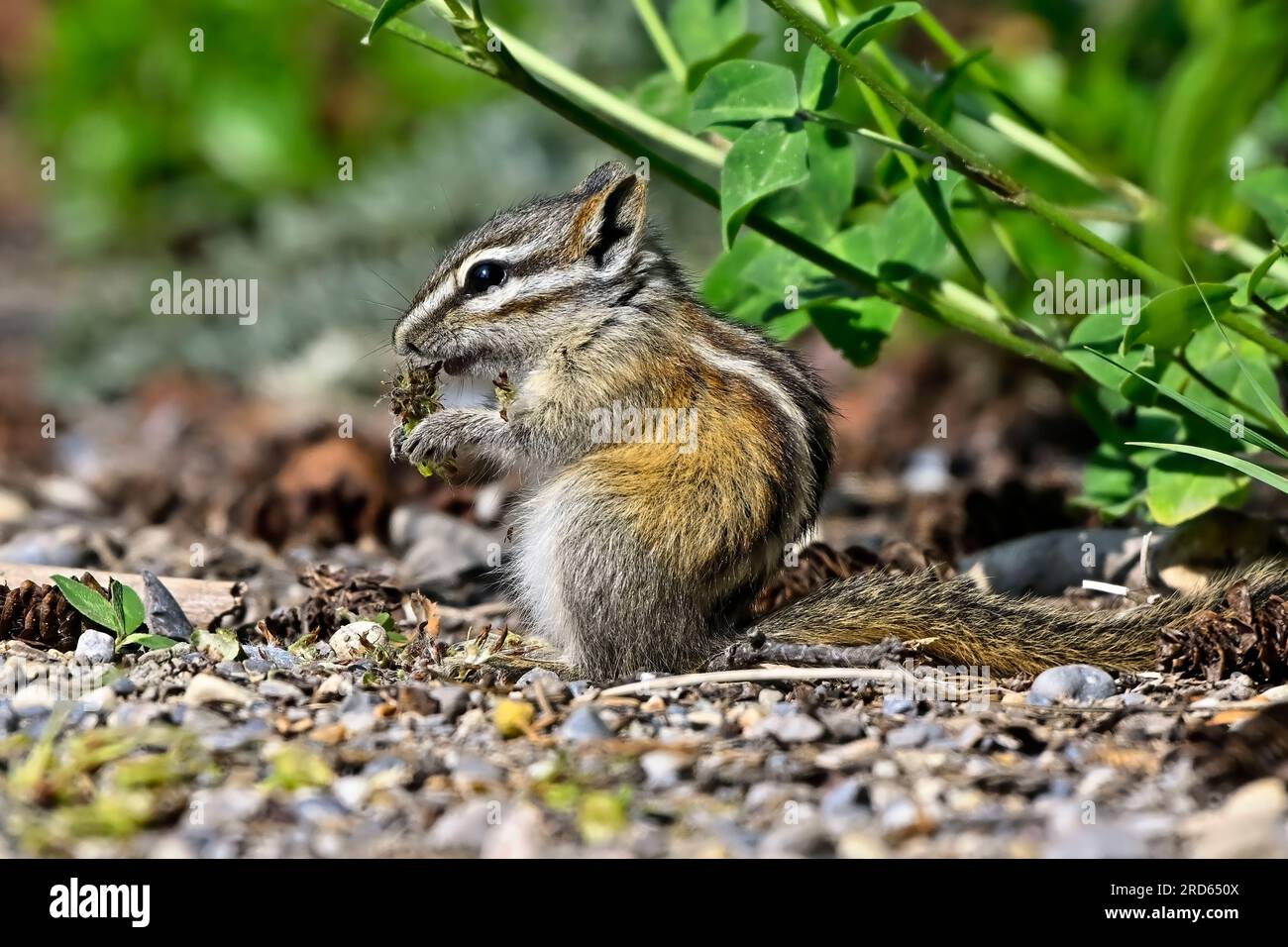 A side view of a least chipmunk, 'Eutamias minimus', foraging on the ground for some tasty vegetation. Stock Photo