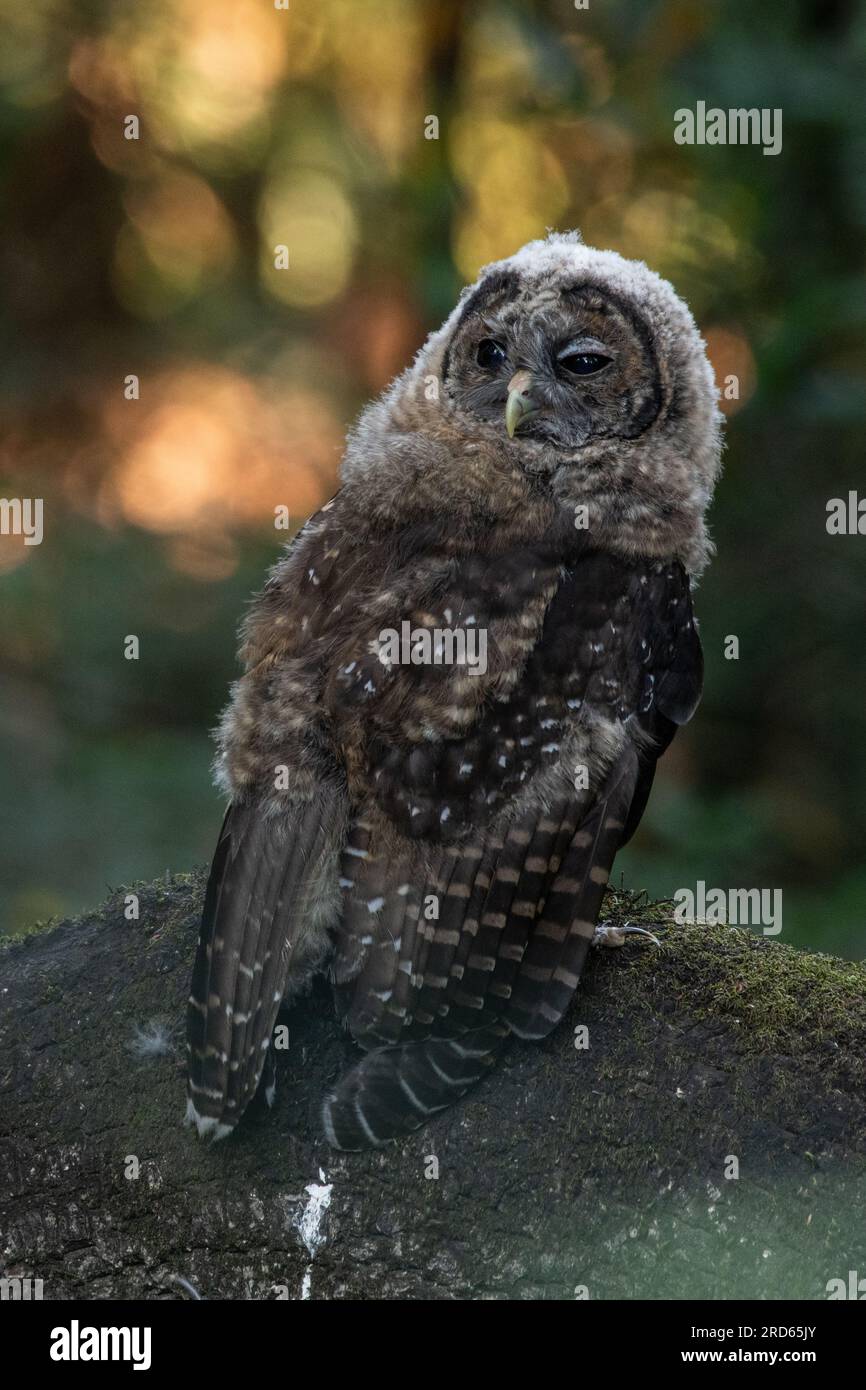 A young Northern Spotted owl (Strix occidentalis caurina) an endangered bird species from the West Coast of North America. Stock Photo
