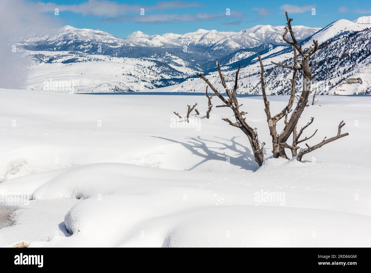 Mammoth Hot Springs in Yellowstone National Park in winter. Stock Photo