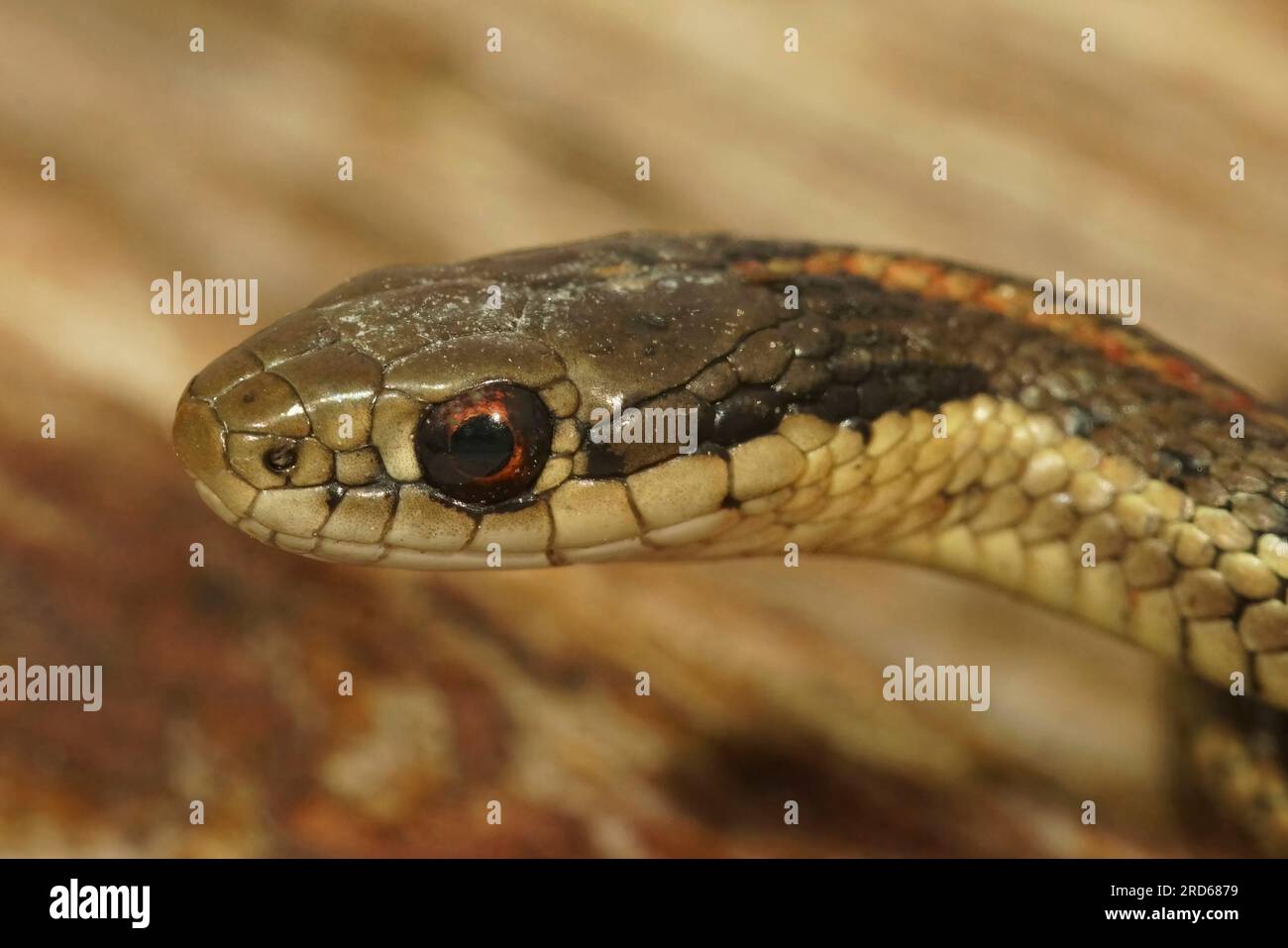 Natural closeup on a juvenile Northwestern Gartersnake, Thamnophis ...