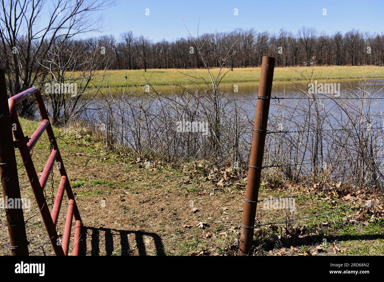 An open metal gate on a path leading from the yard to the pond on a cattle farm in rural Missouri, MO, United States, USA, US. Stock Photo