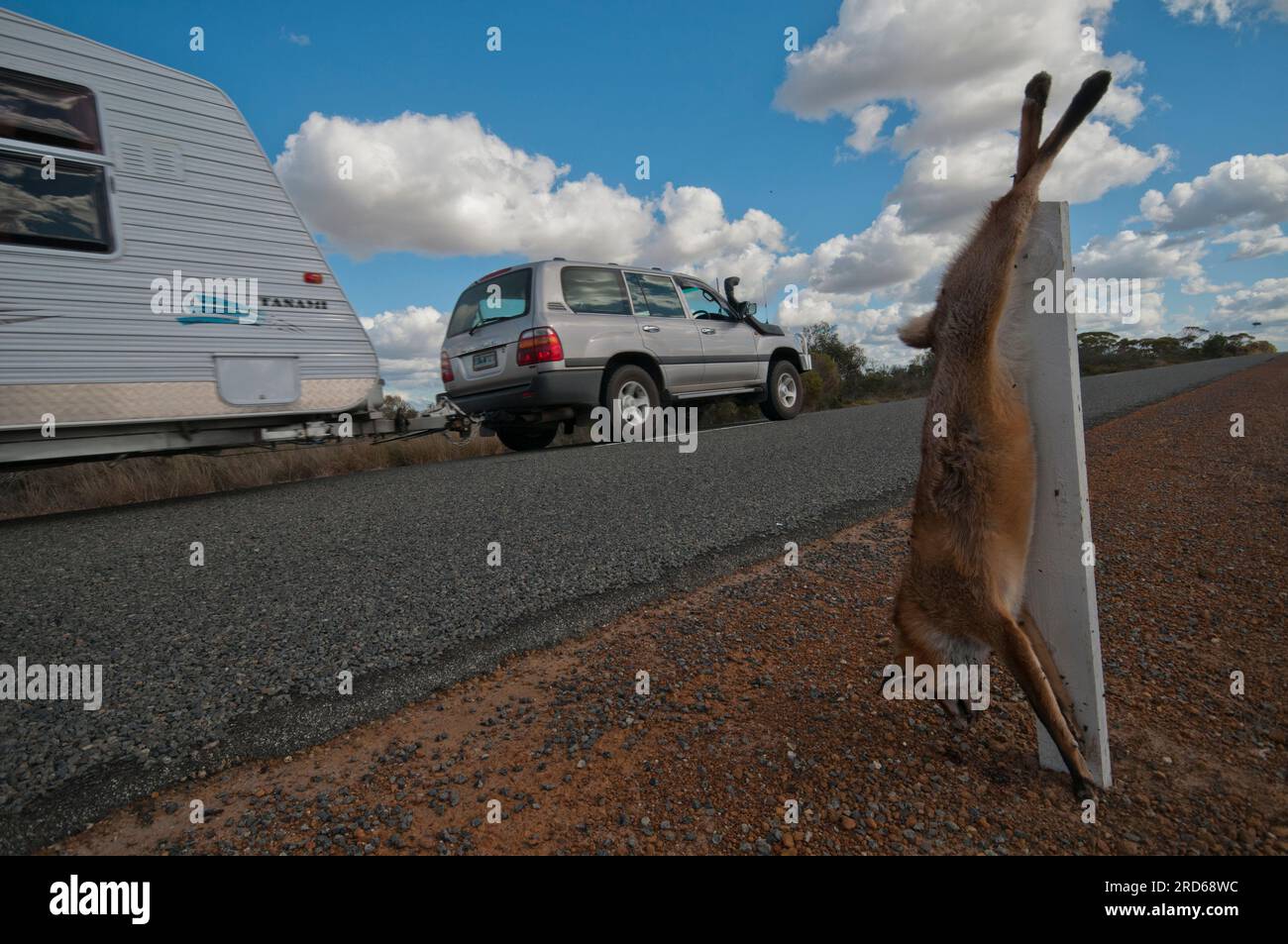 Dead dingo strung up on a marker post on the roadside in South Australia in the belief it will repel or drive off other dogs. Stock Photo