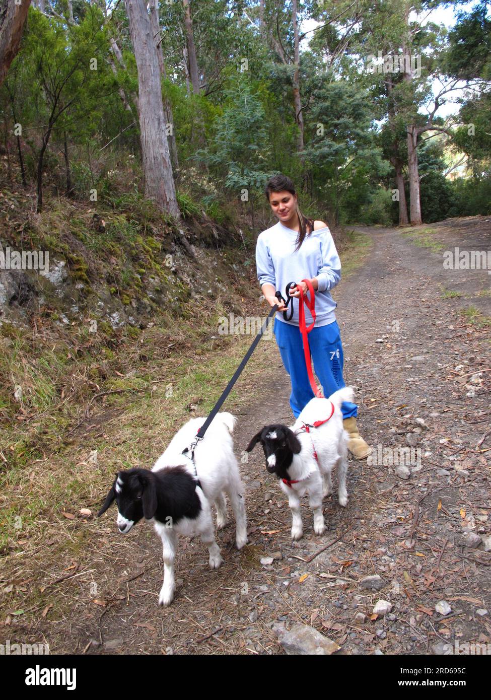 young girl walking a pig of twin Nubian X goats on leash Stock Photo