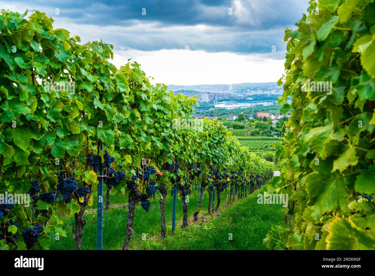 Germany, Stuttgart city houses, arena behind green way between vine ...