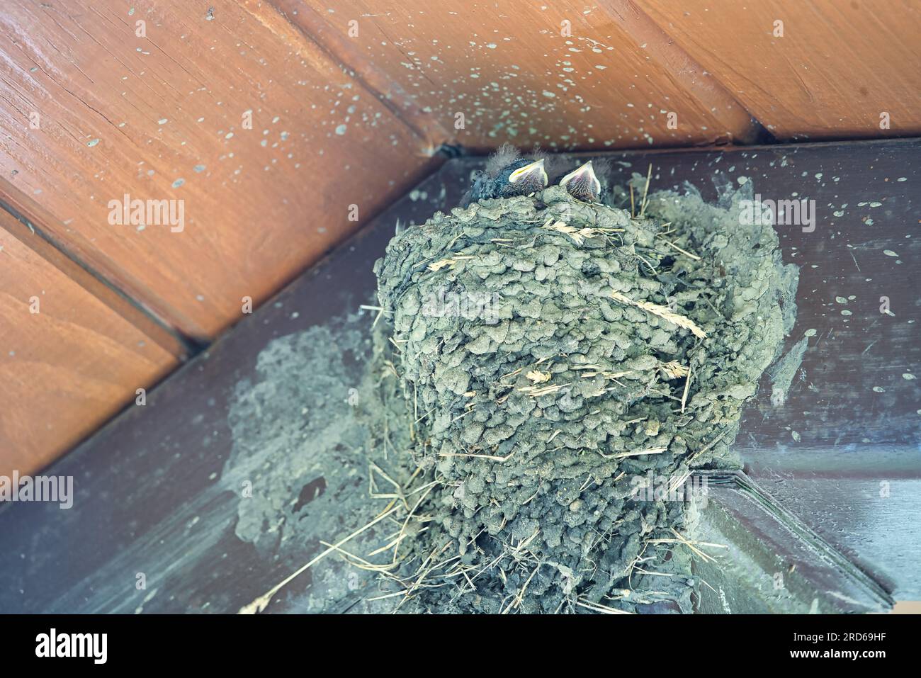 Barn Swallow Babies Sleep in a Mud Nest in Eve in Roof in Late Summer