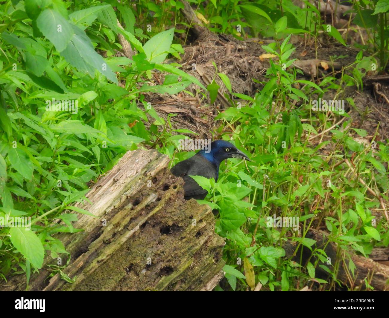 Insect in its mouth hi-res stock photography and images - Alamy