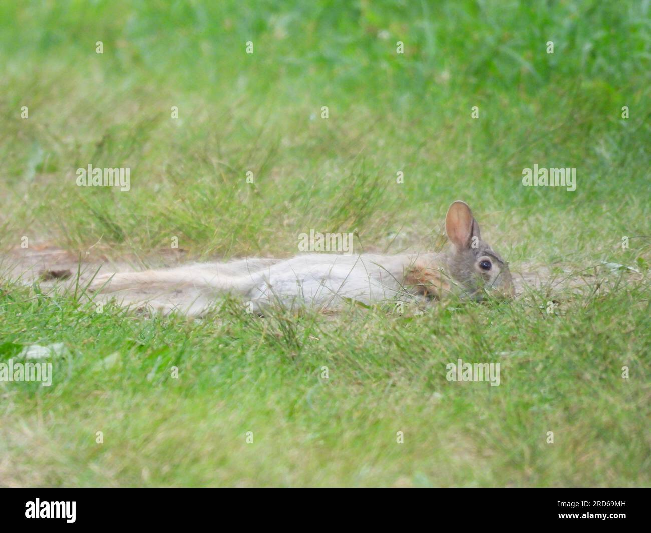 Wild rabbit stretching hi-res stock photography and images - Alamy