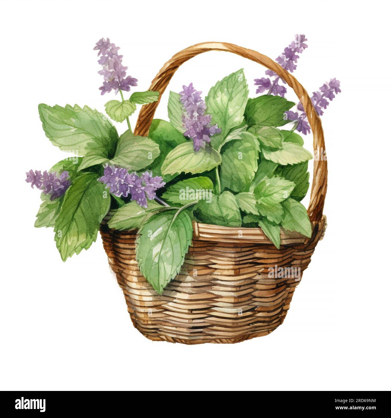 Patchouli or Pogostemon cablini in basket Hand drawn watercolor illustration isolated on white background Stock Photo
