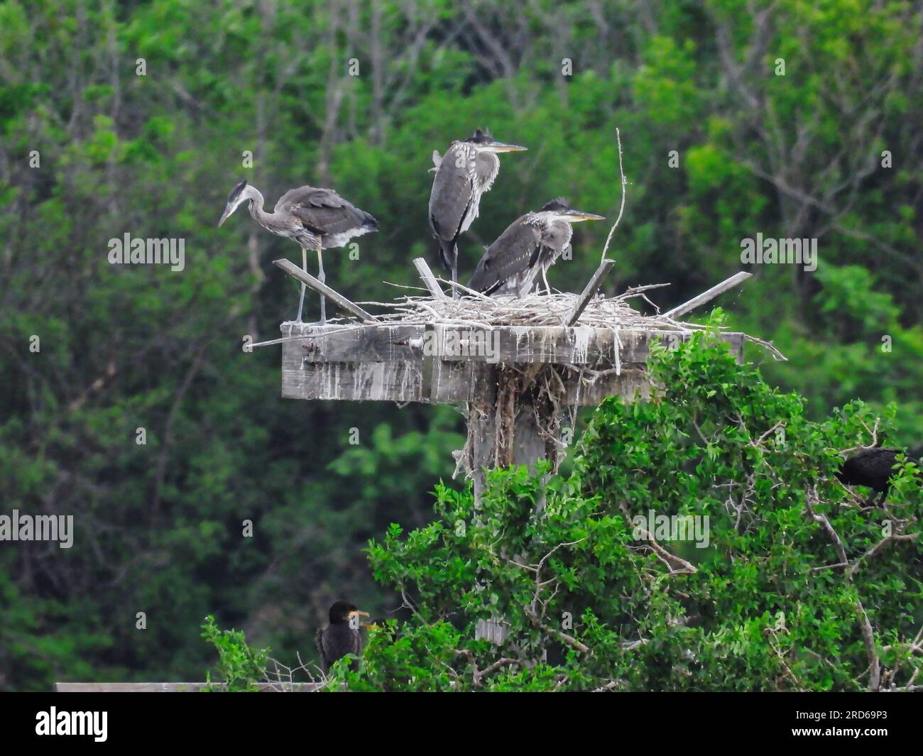 Blue Herons Nest on the Top of a Man Made Rookery in Late Spring Stock
