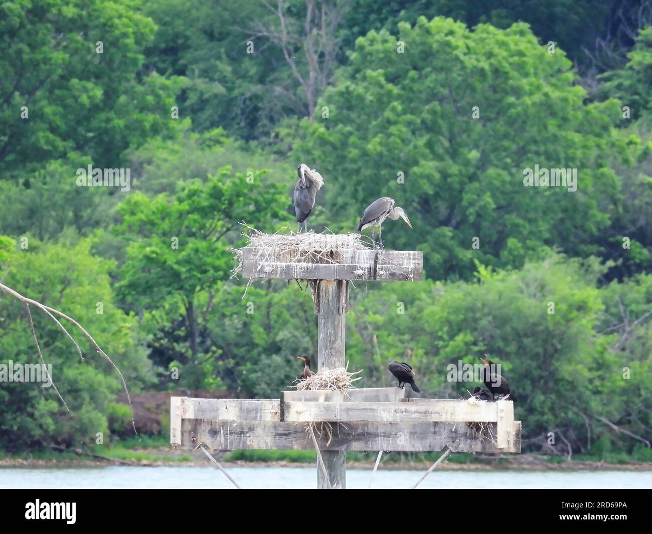 Blue Herons Nest on the Top of a Man Made Rookery in Late Spring Stock