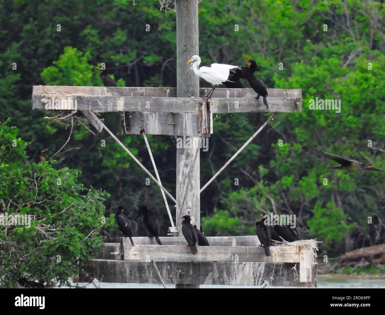 Egret and Cormorants Fight For Space in Manmade Rookery in Late Spring
