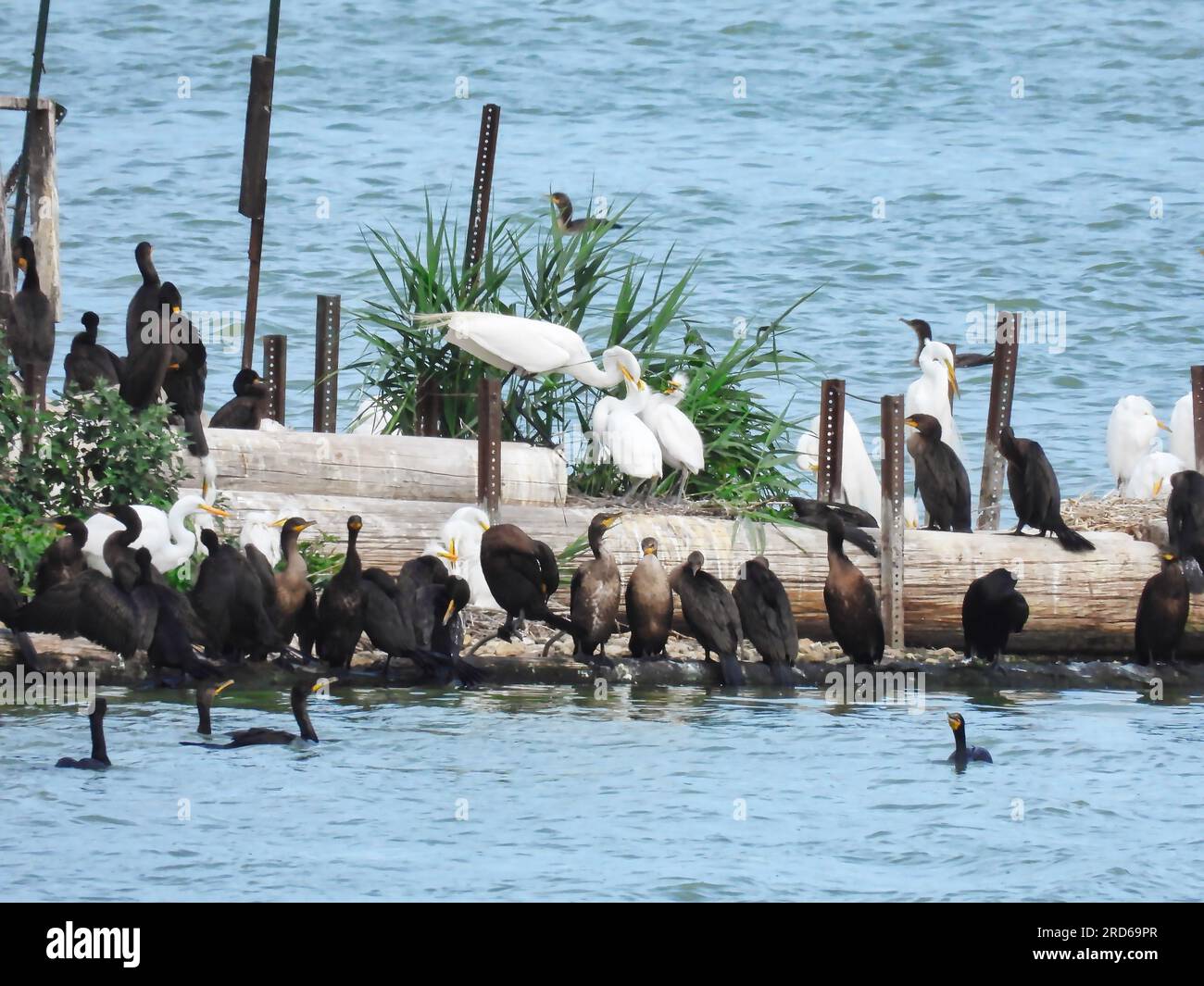 Rookery on lake park in hi-res stock photography and images - Alamy