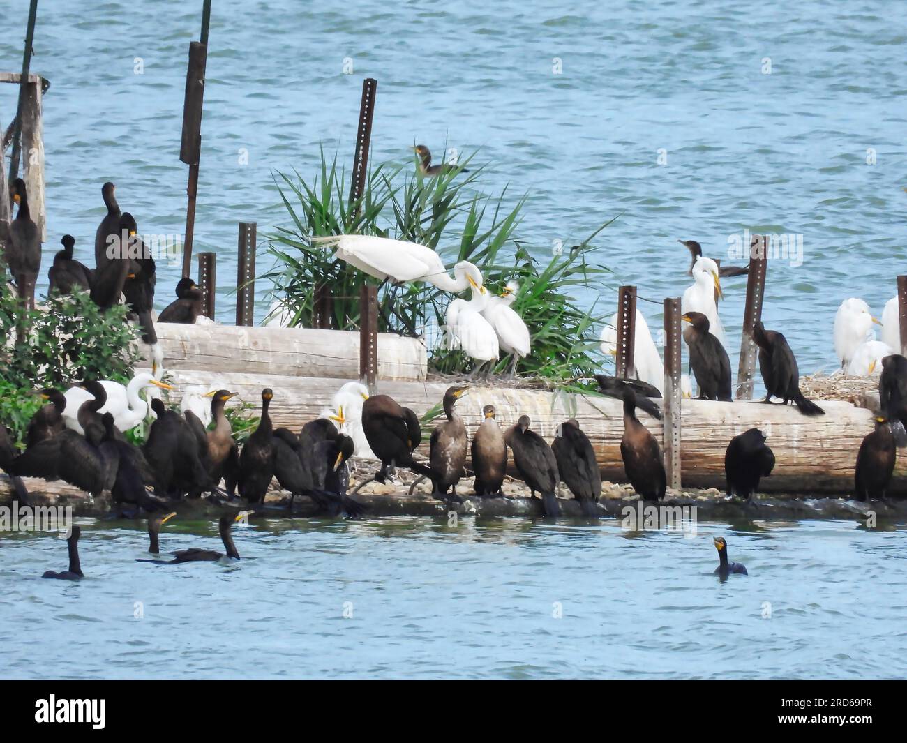 Egrets Feed Babies on the Bottom of a Man Made Rookery in Late Spring Stock Photo