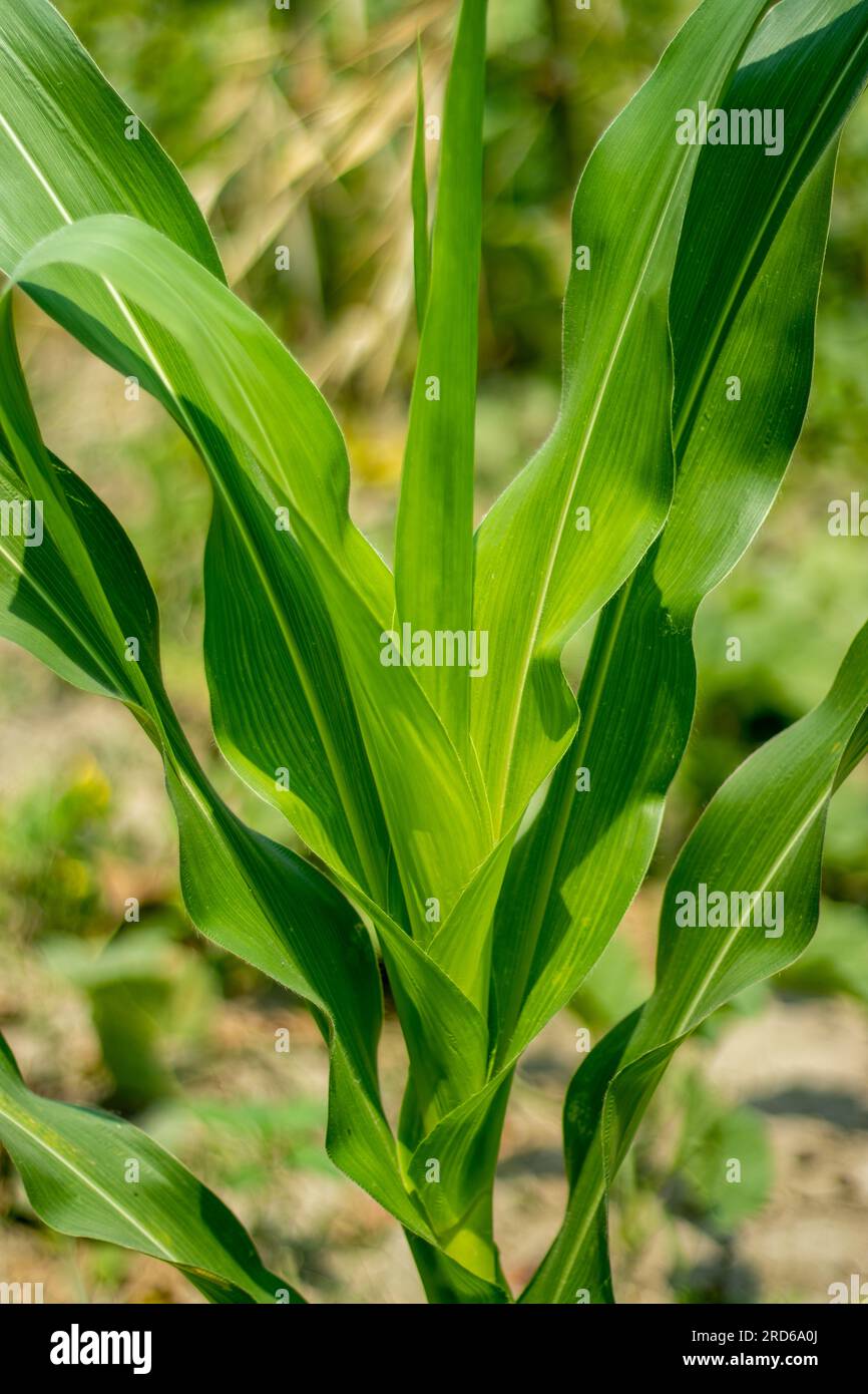 The corn plant Dracaena, the maize plant. Corn is an annual C4 grass