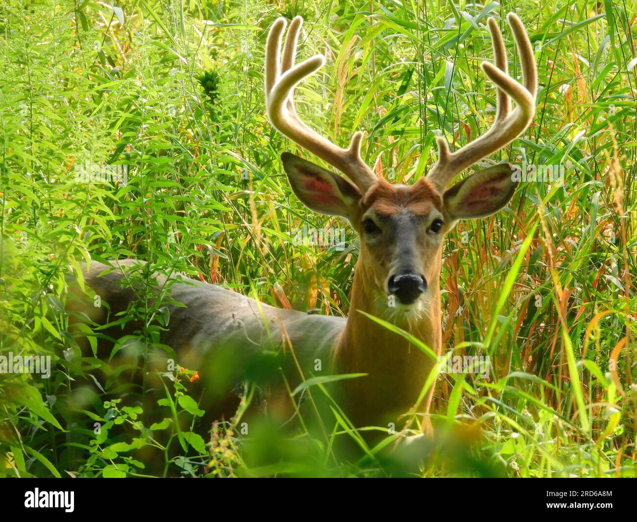 Male Buck White-Tailed Deer with Antlers Covered in Velvet as He Hides Among Bright Green Summer Foliage in Early Morning Stock Photo